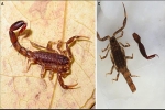 Giải mã bí ẩn: Cách cứu lấy bản thân kỳ lạ ở loài bọ cạp - tự 'rụng' hậu môn