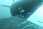 Video: Thước phim hiếm ghi lại cảnh cá voi cho con bú