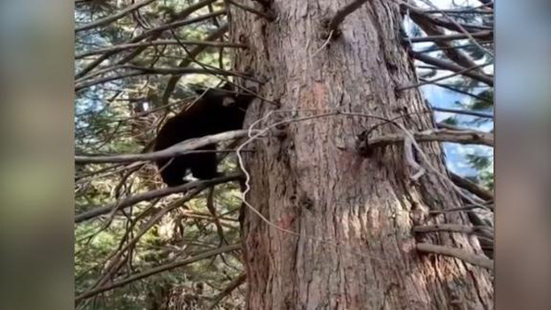 Gấu đen đang trèo cây trong Công viên Quốc gia Yosemite (Ảnh cắt từ clip)