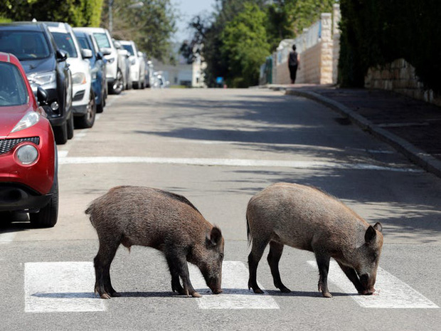 Lợn rừng băng qua phố phường ở Haifa, miền Bắc Israel vào ngày 16/4. (Ảnh: REUTERS/Ronen Zvulun)