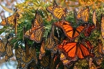 Bí ẩn khu rừng có nửa tỷ con bướm vua