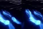 Video hiếm hoi ghi lại cảnh cá heo phát sáng ở vùng biển California