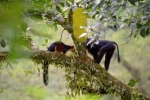 Video: Khỉ lao đến tát sóc liên tiếp để cướp mít chín