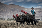 Loài bò biểu tượng Tây Tạng nặng 1.000 kg, chịu lạnh âm 40 độ C