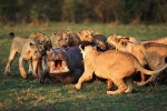 Video: Hà mã đối đầu 14 con sư tử đực