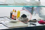 Thực khách hốt hoảng khi nhìn thấy chú chuột to đùng vô tư bò trên kệ làm bánh mì ở một cửa hàng nổi tiếng của Hà Nội