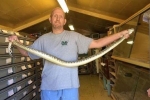 Công việc dị thường: Người đàn ông làm công việc chiết nọc rắn bằng tay trần nguy hiểm nhất thế giới