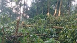 Hà Tĩnh: 600 cây keo tràm bị kẻ xấu chặt hạ
