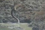 Video: Trăn khổng lồ phi thân khỏi dòng nước đục, kéo linh dương xuống đầm lầy