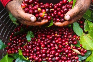 Giá cà phê hôm nay 3/5: Giá cà phê tăng lên cao nhất 32.000 đồng/kg