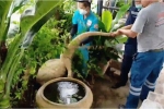 Video: Thằn lằn khổng lồ bị bắt khi 'đột nhập' vào một khách sạn ở Thái Lan