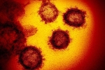 Phát hiện virus corona đột biến, có khả năng lây lan mạnh hơn trước
