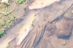 Thấy cá to bơi ngập trên mương cạn ở Nhật mà không ai bắt, chàng trai người Việt bất ngờ hơn khi biết được lý do