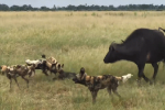 Video: Cả đàn trâu bất lực nhìn chó hoang làm thịt 5 con bê