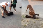 Clip: Kinh hoàng cảnh chó Pitbull lao vào cắn chết dê ngay trên phố