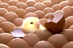 Vì sao gà đẻ gần như mỗi ngày mà mọi quả trứng đều nở ra cùng lúc?
