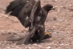 Video: Chim ưng phục kích kỳ đà khổng lồ vào bờ đẻ trứng