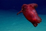 Video: Tìm thấy quái vật không đầu xuất hiện thần bí dưới đáy biển