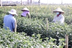 Sớm hỗ trợ nông dân trồng hoa thôn Hạ Lôi sau dịch Covid-19