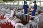 Tái đàn trong chăn nuôi lợn: Thận trọng để tránh rủi ro