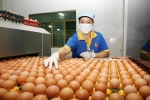 Xây dựng thương hiệu sản phẩm OCOP trứng gà siêu sạch Ba Huân