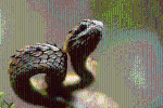 Loài rắn có ngoại hình giống rồng trong truyền thuyết