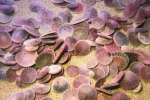 Sinh vật biển kỳ lạ mang tên Đôla cát