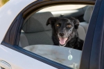 Chú chó đi vào kỷ lục Guinness vì biết mở kính xe