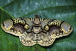 Mê hoặc hình ảnh bướm đêm với đôi cánh như mắt hổ