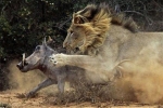 Clip: Bị cắn trúng đầu, lợn rừng bật dậy quật ngã sư tử để thoát thân và cái kết