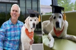Chú chó thông minh nhận bằng tiến sĩ đại học Mỹ