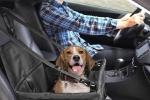 Chở theo thú cưng giúp việc lái ôtô an toàn hơn