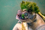 Sự thật phía sau mái tóc xanh kỳ quái của loài rùa sông Mary