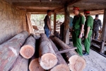Gia Lai: Truy tố các đối tượng trong đường dây gỗ lậu khủng