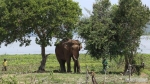 Xác định được tên, tuổi con voi húc chết người ở Đắk Lắk