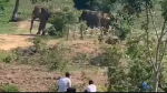 Voi nhà ở Đắk Lắk húc chết người: Nạn nhân đã chăm sóc voi 4 năm