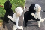 Hình ảnh hai chú chó ôm lấy nhau mừng rỡ hạnh phúc trong ngày gặp lại gây bão mạng