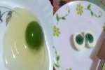 Hi hữu: Gà đẻ trứng xanh lạ kỳ ở Ấn Độ