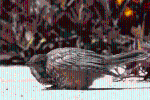 Video: Khoảnh khắc chim sẻ già lìa đời