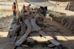 Phát hiện hài cốt 60 con voi ma mút 35.000 năm tuổi ở Mexico