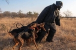 Đội chó đặc nhiệm bảo vệ số tê giác ít ỏi trên thế giới
