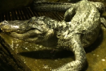 'Cụ' cá sấu yêu thích của trùm phát xít Hitler chết già ở tuổi 84