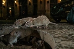 Mỹ: CDC cảnh báo chuột 'bất thường, hung dữ' do thiếu ăn trong dịch Covid-19