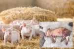 Quảng Ngãi bố trí hơn 41 tỷ đồng hỗ trợ thiệt hại do dịch tả lợn châu Phi