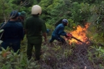 Điều tra nguyên nhân, xử lý đối tượng làm cháy rừng