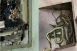 Gọi thợ đến sửa điều hòa hỏng, gia chủ ở Long An kinh hãi khi thấy búi rắn làm tổ bên trong