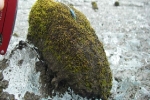 Chuột sông băng: Những cục rêu dẻo như bánh nếp biết tự di chuyển làm đau đầu giới khoa học