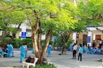 Đà Nẵng: Khẩn trương kiểm tra, xử lý cây phượng vĩ mất an toàn trong trường học