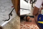 Hình ảnh chú chó hi sinh thân mình để cứu gia đình chủ khỏi rắn độc khiến ai cũng phải xót xa