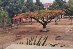 Trường học 'niêm phong' cây phượng để đảm bảo an toàn cho học sinh